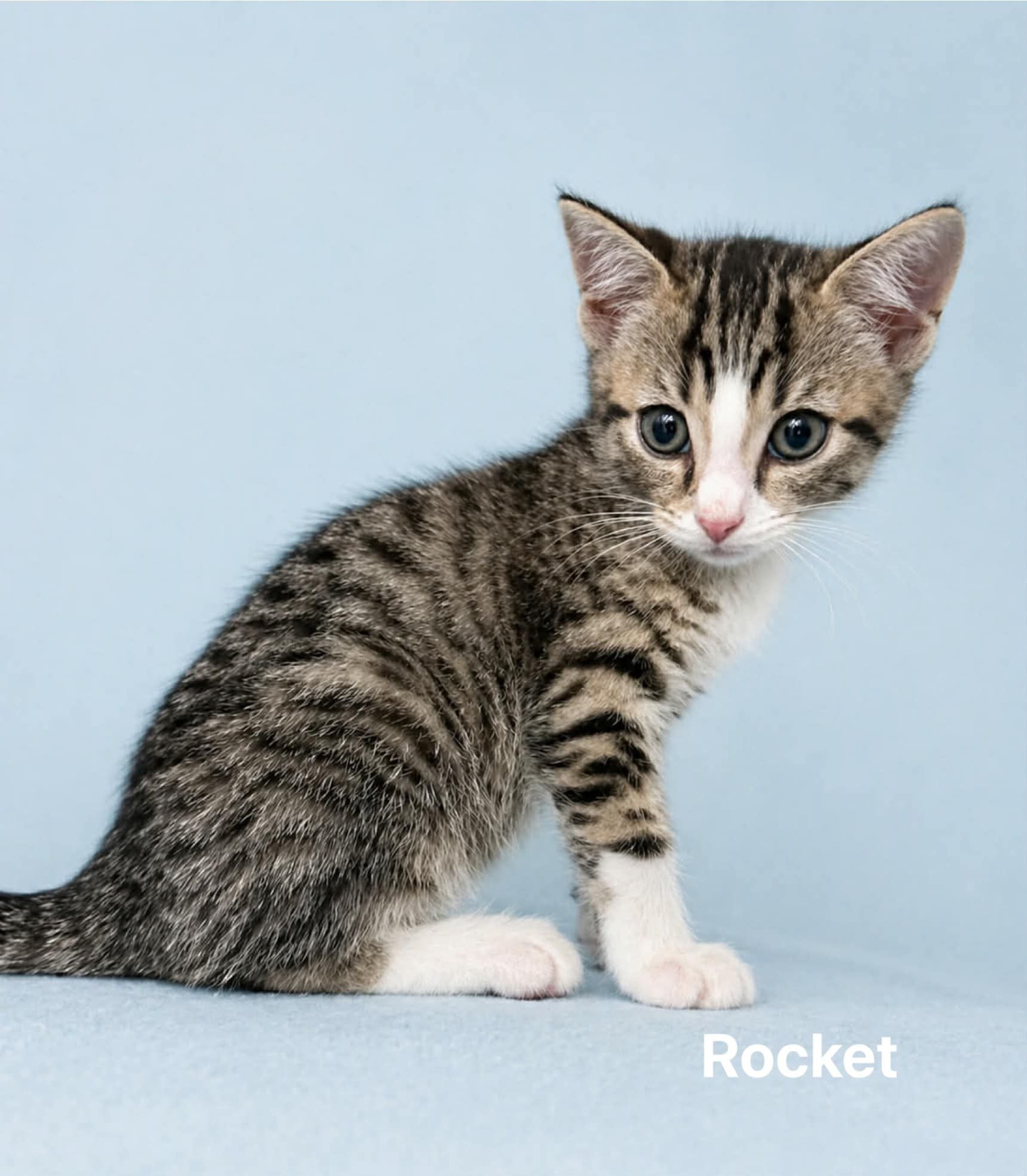 Rocket Rocket